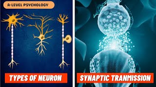 Neurons amp Synaptic Transmission  Excitation amp Inhibition  Biopsychology [upl. by Pincince]