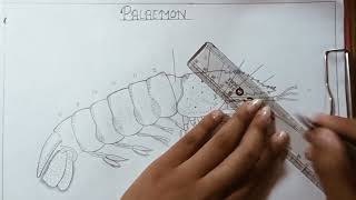 Palaemon  Zoology  Drawing [upl. by Aira]