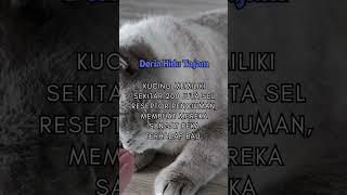 Fakta Kuching fakta kucing shortsviral shorts [upl. by Anabelle478]