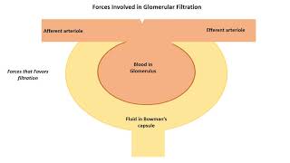 Glomerular Filtration Pressure Forces [upl. by Dove]