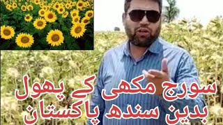 Monster Sun Flower Crops in Badin Sindh Pakistan Hybrid Suraj Mukhi Helianthus Annuus Seeds [upl. by Tiraj]