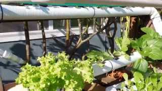 DIY Backyard Hydroponic garden [upl. by Sheilah]