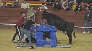 Valencia 2024 vacas falleras MACHANCOSES [upl. by Darda]