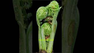 Matteuccia or ostrich fern grows in time lapse flowers microgreens nature garlicplant garden [upl. by Meggs485]