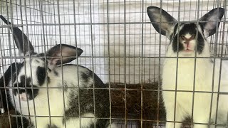 Making an organic pest deterrent amp fertilizer FOLIAR spray using rabbit urine garlic amp jalapeños [upl. by Eittap443]