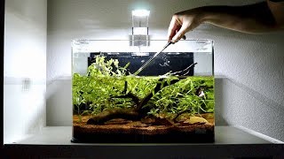 Planted Betta Fish Tank Setup  Weekly Aquarium Maintenance [upl. by Ssej]