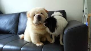 Cute chow chow and japanese chin puppies [upl. by Mirisola]