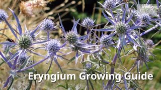 Eryngium Growing Guide Sea Holly by GardenersHQ [upl. by Okramed]