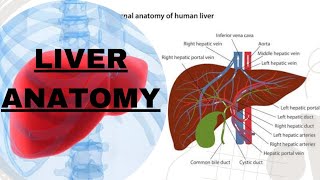 LIVER  ANATOMY  NOTES [upl. by Ahen]