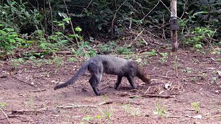 ¿Conoces al jaguarundi Herpailurus yagouaroundi [upl. by Iyre193]