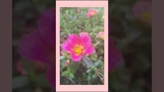 Portulaca grandiflora [upl. by Fredenburg]