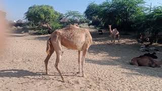 Camel walking Village ground villagelife animals [upl. by Alejandro]