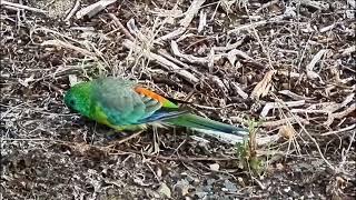 The Redrumped Parrot  A Ground Feeding Parrot [upl. by Ardnuhsal]