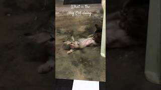 Bully or Educate shorts kucing catlover cat [upl. by Suoirad174]