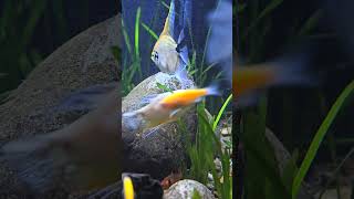 Angel Fish  Aquarium 4k  Planted aquarium  Happy Fish Keeping [upl. by Romano413]