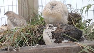 Coturnix Quail  What Healthy amp Natural Behavior Looks Like [upl. by Bergess340]