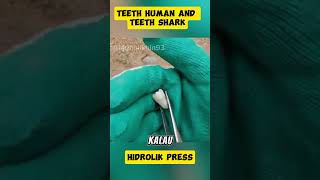 Teeth Human and Teeth Shark shortvideo feedshorts hidraulicpress shortsfeed fyp [upl. by Thier]