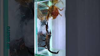 Scorpion😱 vs crab😨 fight facts nature travel ocea beach crab fishing trending viral [upl. by Prent]