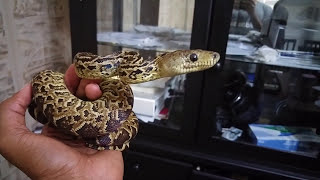 Young Cuban Boa  Epicrates Angulifer [upl. by Aneleve904]