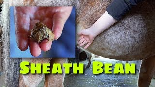 Horse Sheath Cleaning Bean Removal and Riding Nikki [upl. by Ynneg]