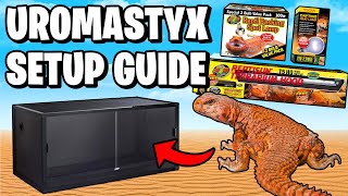 Uromastyx Setup for Beginners [upl. by Evangelist]