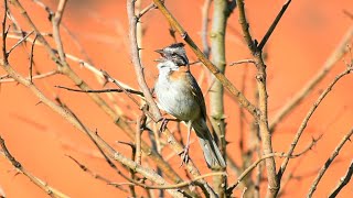 Tico tico maravilhoso cantando ao amanhecer na natureza [upl. by Ilagam766]