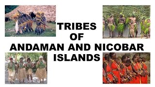 tribes of andaman and nicobar islands  project on tribes of andaman and nicobar  andaman amp nicoba [upl. by Adler]