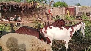 aut ak Bakra ak Bakri lay ky yar nu diti hi yar ko punch Gai yar bada Kush ha [upl. by Collette]