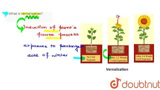 What is vernalization  CLASS 11  PLANT GROWTH AND DEVELOPMENT  BIOLOGY  Doubtnut [upl. by Rockefeller]