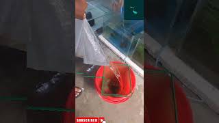 Unboxing quotWallago Attuquot aquariumfish shots viralvideo all 7001030665 CollectYourFish neon [upl. by Ileana]