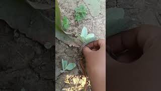 Bryophyllum pinnata plant facts। पत्थरचट्टा।। [upl. by Dash]