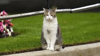 Downing Street officials prepare for beloved Larry the cat’s death [upl. by Aneeh]