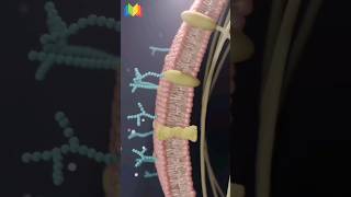 Plasma Membrane [upl. by Hcirdeirf]