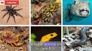 Who is the most poisonous creature in the world amazingfacts animals viralvideo trending [upl. by Milson]