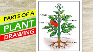 How to draw parts of plant idea Parts of a plant diagram Parts of Tree Drawing [upl. by Nosam879]