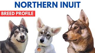 Northern Inuit Dog Breed Profile History  Price  Traits  Northern Inuit Dog Grooming Needs [upl. by Favianus646]