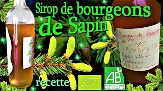 Comment faire son sirop de bourgeons de Sapin🌲 [upl. by Aicelet]