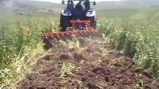 sovescio favino con coltivatore a dischi NPM  disc plow [upl. by Leatri283]