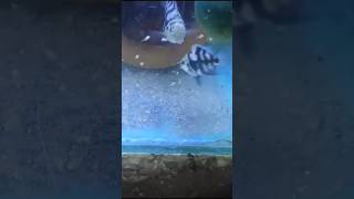 Polar parrot Fish breeding pair shorts youtubeshorts subscribe [upl. by Eustis1]