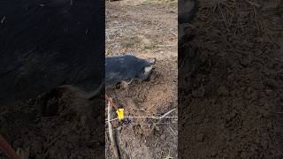 Idaho Pasture Pig rooting yes they do pigkeeping farmlife pigfeed [upl. by Grimbal]