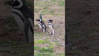 100000 penguins on Magdalena Island on Antarctica cruise 2023 Sapphire Island [upl. by Orpheus]