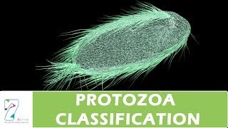 PROTOZOA CLASSIFICATION [upl. by Suoicerp]