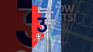 The 3 Bones Of The Elbow Joint Explained [upl. by Emyaj]