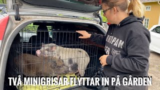 Två minigrisar flyttar in på gården [upl. by Nadoj]