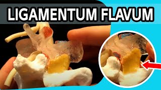 Ligamentum Flavum  The FIRST Dynamic Ligamentum Flavum Ever To Be Produced [upl. by Prem]