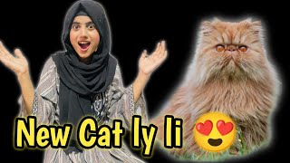 New cat ly li😍 Kittens sale kardi😒 dailyvlog newvlog funmoments [upl. by Hoi]