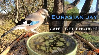 Eurasian jay trying to eat every single seed in the feeder [upl. by Sukcirdor]