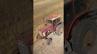 International 1066 Plowing farmall51 shortvideo tractor plowing shorts [upl. by Garfield550]