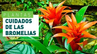 Bromelias cuidado y consejos más importantes  Plantas en VERDECORA [upl. by Edorej415]