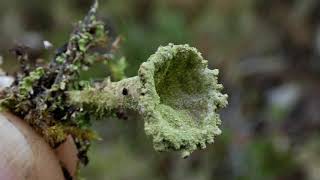 CLADONIA FIMBRIATA [upl. by Erma]